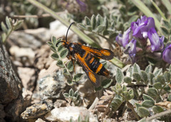 Bembecia altyntaghica