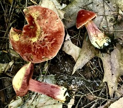 Chalciporus rubinellus