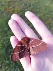 Macrothylacia digramma