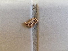 Macrothylacia digramma