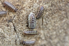Armadillidium klugii