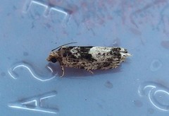 Pseudexentera spoliana