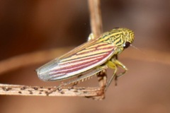 Apogonalia fraterna