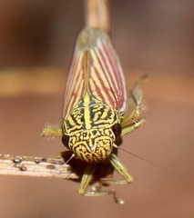 Apogonalia fraterna