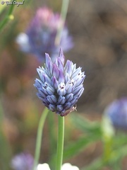 Allium ascalonicum