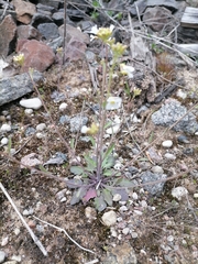 Arabidopsis suecica