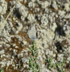 Pseudophilotes panoptes