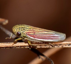 Apogonalia fraterna