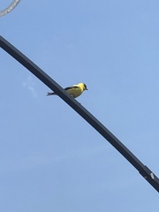 Spinus tristis tristis