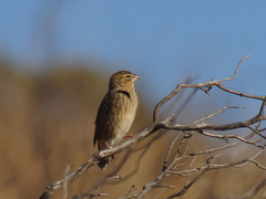 Euplectes capensis capensis