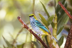 Speckled Tanager photo 4