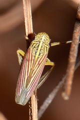 Apogonalia fraterna