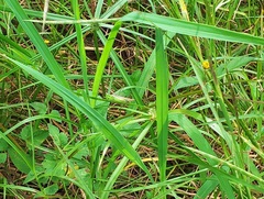 Conocephalus iris