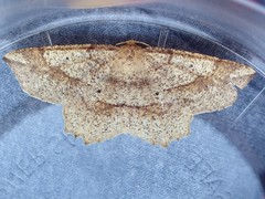 Euchlaena marginaria