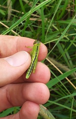 Nomadacris septemfasciata