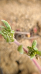 Chorizanthe cuspidata