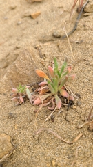 Chorizanthe cuspidata