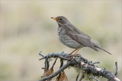 Black-throated Thrush