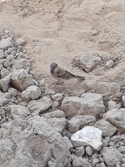 Passer domesticus