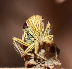 Apogonalia fraterna