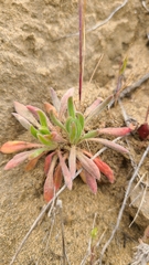 Chorizanthe cuspidata