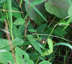 Conocephalus obtectus