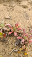 Chorizanthe cuspidata