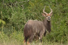 Nyala photo 5