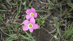 Oxalis smithiana