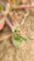 Chorizanthe cuspidata