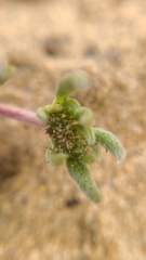 Chorizanthe cuspidata