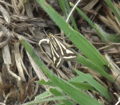 Loxostege venustalis