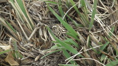 Loxostege venustalis