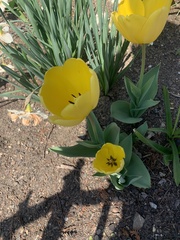 Tulipa