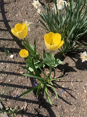 Tulipa