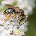 Wilke's Mining Bee - Photo (c) Heather Holm, some rights reserved (CC BY-NC), uploaded by Heather Holm