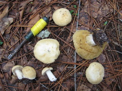 Xanthoconium stramineum