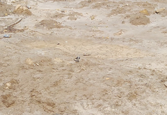 Motacilla alba