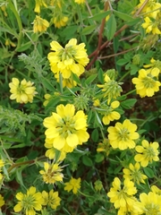 Trigonella esculenta