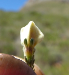 Aspalathus cymbiformis