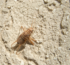 Gryllomorpha