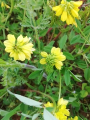 Trigonella esculenta