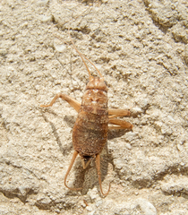 Gryllomorpha