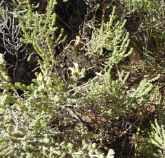 Aspalathus cymbiformis