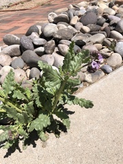 Phacelia integrifolia integrifolia