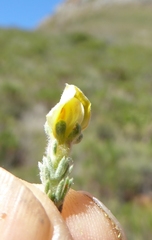 Aspalathus cymbiformis