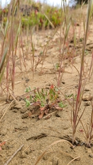 Chorizanthe cuspidata