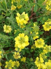 Trigonella esculenta