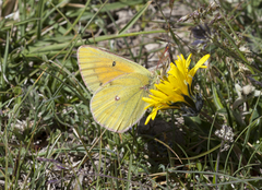 Colias arida