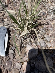 Dasyochloa pulchella